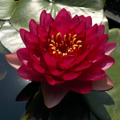 Nymphaea Manee Red - Ninfea grande Nymphaea Manee Red - Ninfea grande