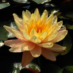 Nymphaea Mangkala Ubol - Ninfea grande tailandese