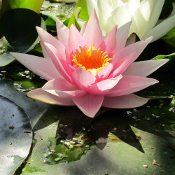 Nymphaea Marguerite Laplace - Ninfea grande