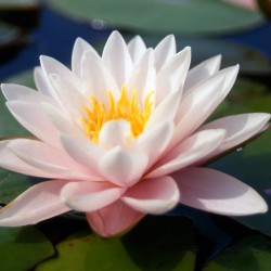 Nymphaea Marliacea Rosea - Ninfea grande