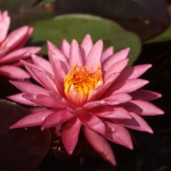 Achat Nymphaea X 'Marliacea Rosea' (Nénuphar, rose clair)