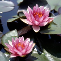 Nymphaea Meteor - Ninfea grande