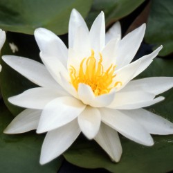 Nymphaea Mt Shasta - Ninfea grande
