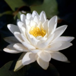 Nymphaea Odorata Gigantea - Ninfea grande