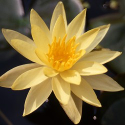 Nymphaea Odorata Sulphurea - Ninfea grande