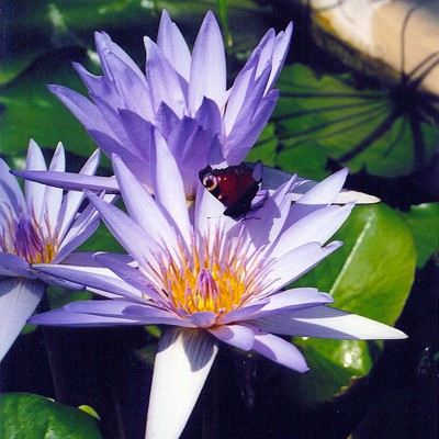 Nymphaea Pennsylvania - Ninfea tropicale diurna Nymphaea Pennsylvania - Ninfea tropicale diurna