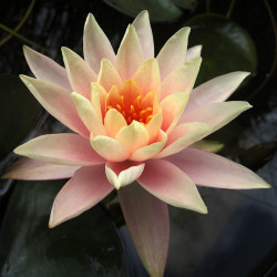 Nymphaea Patio Joe - Ninfea grande 