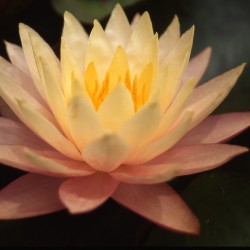 Nymphaea Peaches and Cream - Ninfea grande