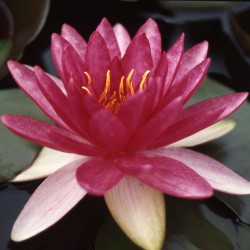 Nymphaea Red Sensation - Ninfea media