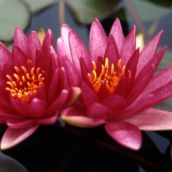 Nymphaea Perry's Red Wonder - Ninfea grande