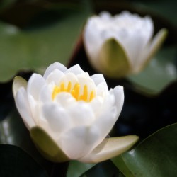 Nymphaea White Cup - Ninfea media
