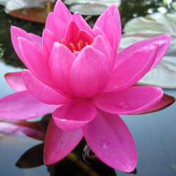 Nymphaea Perry's Wildfire - Ninfea media