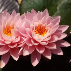 Nymphaea Peter Slocum - Ninfea grande