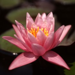 Nymphaea Pink Sensation - Ninfea media
