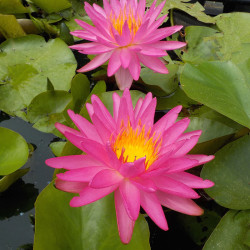 Nymphaea Pink Silk - Ninfea ISG rustica