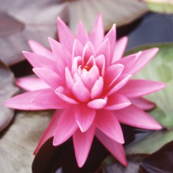 Nymphaea Pink Sunrise - Ninfea media