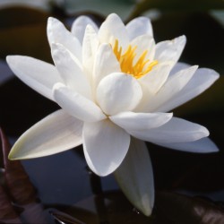 Nymphaea tuberosa Postlingberg - Ninfea grande