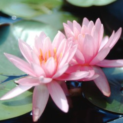 Nymphaea Princess Elizabeth - Ninfea media