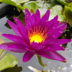 Nymphaea Purple Fantasy - Ninfea ISG rustica