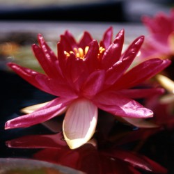 Nymphaea Red Paradise - Ninfea media