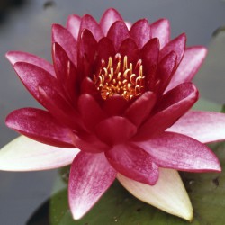Nymphaea Red Queen - Ninfea grande