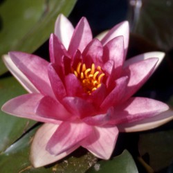 Nymphaea Rembrandt - Ninfea media