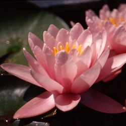 Nymphaea Rose Magnolia - Ninfea media