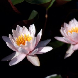 Nymphaea Rosenymphe - Ninfea media