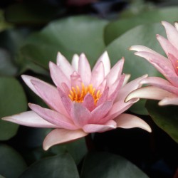 Nymphaea Rosy Morn - Ninfea grande