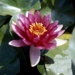 Nymphaea Sanguinea - Ninfea media