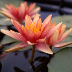 Nymphaea Seignouretti - Ninfea media