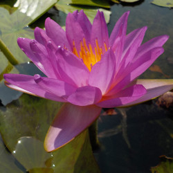 Nymphaea Siam Purple 2 - Ninfea ISG rustica