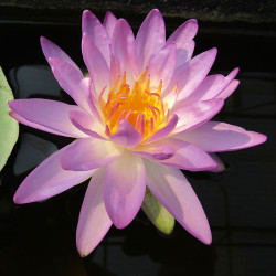 Nymphaea Siam Purple - Ninfea ISG rustica