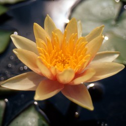 Nymphaea Sioux - Ninfea media