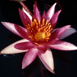 Nymphaea Sirius - Ninfea grande