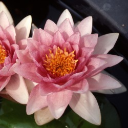 Nymphaea Somptuosa - Ninfee grandi
