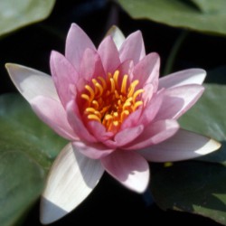 Nymphaea Splendida - Ninfea media