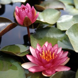 Nymphaea Perry's Strawberry Pink - Ninfea media