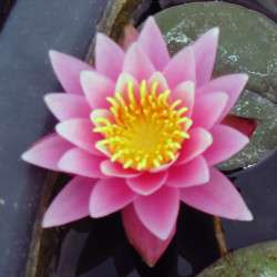 Nymphaea Odorata Suavissima - Medium water lily