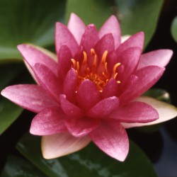 Nymphaea Sultan - Ninfea grande