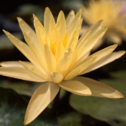 Nymphaea Texas Dawn - Ninfea grande