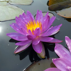 Nymphaea Violiscious - Ninfea ISG rustica 
