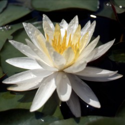 Nymphaea Virginia - Ninfea grande