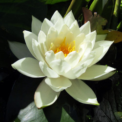 Nymphaea Virgo - Large water lily