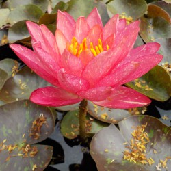 Nymphaea Wanvisa - Ninfea media