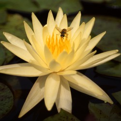 Nymphaea Yellow Queen - Ninfea grande