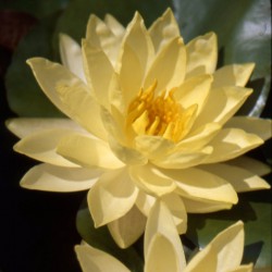 Nymphaea Yellow Sensation - Ninfea grande