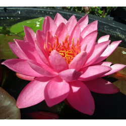 Nymphaea Zores - Ninfea grande 