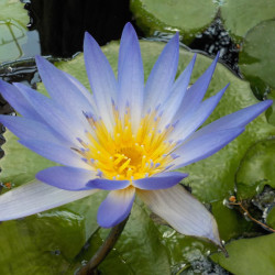 Nymphaea capensis - Ninfea tropicale diurna