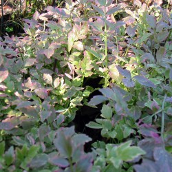 Oenanthe javanica Flamingo 